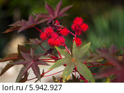 Клещевина обыкнове́нная (Ricinus commúnis L.) Стоковое фото, фотограф Анна Кудрявцева / Фотобанк Лори