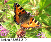 Крапивница обыкновенная на васильках (Aglais urticae, Nymphalis urticae) Стоковое фото, фотограф Беляева Наталья / Фотобанк Лори