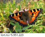 Крапивница обыкновенная на васильках (Aglais urticae, Nymphalis urticae) Стоковое фото, фотограф Беляева Наталья / Фотобанк Лори