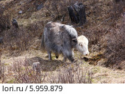 Домашнее животное сибирский як сарлык на выпасе ранней весной. Стоковое фото, фотограф Александр Алексеевич Миронов / Фотобанк Лори
