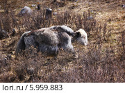 Домашнее животное - сибирский як (сарлык) на выпасе ранней весной в горах  Восточного Саяна. Стоковое фото, фотограф Александр Алексеевич Миронов / Фотобанк Лори