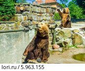 Медведи. Стоковое фото, фотограф Андрей Анатольевич / Фотобанк Лори