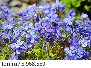 Флокс растопыренный - вид рода Флокс (Phlox) семейства Синюховые (Polemoniaceae). Неприхотливый травянистый многолетник. Стоковое фото, фотограф Евгений Мухортов / Фотобанк Лори