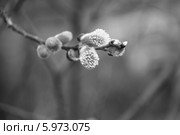 Верба (2011 год). Редакционное фото, фотограф Валерий Акулич / Фотобанк Лори