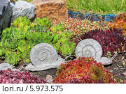 Молодило, или Живучка, или Каменная роза (Sempervivum) — род растений семейства Толстянковые. Использование в ландшафтном дизайне. Стоковое фото, фотограф Евгений Мухортов / Фотобанк Лори