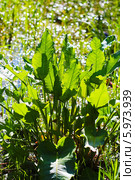 Щавель конский (Rumex confertus) — многолетнее травянистое растение семейства Гречишные (Polygonaceae). Куст в начале лета, до цветения. Стоковое фото, фотограф Евгений Мухортов / Фотобанк Лори