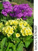 Цветущая примула (лат. Primula) Стоковое фото, фотограф Елена Коромыслова / Фотобанк Лори
