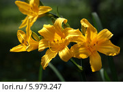 Цветы лилейника, освещенные солнцем (Hemerocallis lílioasphodelus) Стоковое фото, фотограф Виктор Кощеев / Фотобанк Лори