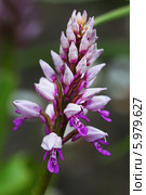 Ятрышник шлемоносный (Orchis militаris) — многолетнее травянистое растение семейства Орхидные (Orchidaceae). Соцветие крупно. Стоковое фото, фотограф Евгений Мухортов / Фотобанк Лори