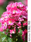 Роза (rose) Стоковое фото, фотограф Игорь Архипов / Фотобанк Лори