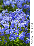 Флокс растопыренный - вид рода Флокс (Phlox) семейства Синюховые (Polemoniaceae). Неприхотливый травянистый многолетник. Стоковое фото, фотограф Евгений Мухортов / Фотобанк Лори