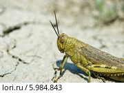 Портрет саранчи Locusta migratoria. Стоковое фото, фотограф Инна Грязнова / Фотобанк Лори