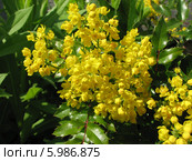 Соцветие магонии падуболистной - Mahonia aquifolia. Стоковое фото, фотограф Беляева Наталья / Фотобанк Лори