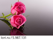 Две розовые розы на темном фоне с отражением. Стоковое фото, фотограф Natalja Stotika / Фотобанк Лори
