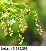 Смородина белая (Ribes niveum) — листопадный кустарник семейства Крыжовниковые (Grossulariaceae). Цветущая ветка. Стоковое фото, фотограф Евгений Мухортов / Фотобанк Лори