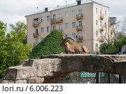 Горный козел на фоне городского пейзажа. Стоковое фото, фотограф Светлана Чуйкова / Фотобанк Лори