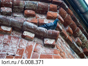 Голубь на стене здания из красного кирпича. Стоковое фото, фотограф Наталья Степченкова / Фотобанк Лори