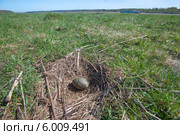 Гнездо речной чайки (Larus Canus) в дикой природе. Стоковое фото, фотограф Pukhov K / Фотобанк Лори