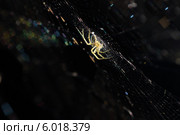 Паук Mangora acalypha  на паутине на чёрном фоне. Стоковое фото, фотограф Anton Kozyrev / Фотобанк Лори