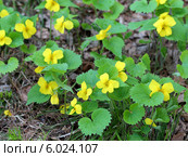 Фиалка одноцветковая (Viola uniflora) Стоковое фото, фотограф Григорий Писоцкий / Фотобанк Лори