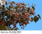 Веточка Брахихитона разнолистного (Brachychiton populneus) или Стрекулии разнолистной (Sterculia diversifolia) Стоковое фото, фотограф Татьяна Ляпи / Фотобанк Лори