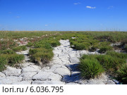 Солончаки в Кулундинской степи. Алтайский край. Стоковое фото, фотограф Григорий Писоцкий / Фотобанк Лори