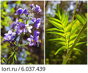 Синюха голубая ( Polemonium coeruleum). Дикорастущие растения Сибири. Стоковое фото, фотограф Евгений Мухортов / Фотобанк Лори