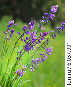 Истод обыкновенный (Polygala vulgaris). Дикорастущие растения Сибири. Стоковое фото, фотограф Евгений Мухортов / Фотобанк Лори