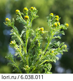 Ромашник пахучий (Lepidotheca suaveolens). Дикорастущие растения Сибири. Стоковое фото, фотограф Евгений Мухортов / Фотобанк Лори