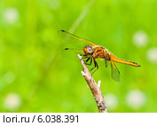 Стрекоза Симпетрум (Sympetrum flaveolum) сидит на сломанной ветке на фоне зелени. Стоковое фото, фотограф Игорь Низов / Фотобанк Лори