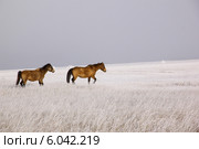 Лошади в заиндевевшей степи Бурятии. Стоковое фото, фотограф Александр Алексеевич Миронов / Фотобанк Лори