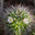 Маммилярия (лат. Mammillaria), цветущий кактус. Стоковое фото, фотограф Emmerdeur / Фотобанк Лори