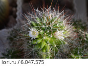 Маммилярия (лат. Mammillaria), цветущий кактус. Стоковое фото, фотограф Emmerdeur / Фотобанк Лори