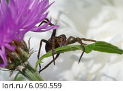 Паук Охотник каемчатый (лат. Dolomedes fimbriatus) Стоковое фото, фотограф Елена Коромыслова / Фотобанк Лори