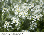 Белые соцветия катрана татарского (Crambe tatarica) Стоковое фото, фотограф Жанетта Багаджиян / Фотобанк Лори