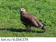 Черный коршун (Milvus migrans) на траве. Стоковое фото, фотограф Григорий Писоцкий / Фотобанк Лори