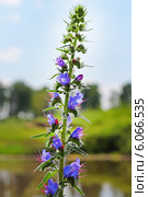 Синяк обыкновенный (Echium vulgare) — травянистое растение,вид рода Синяк семейства Бурачниковые (Boraginaceae) Стоковое фото, фотограф Евгений Мухортов / Фотобанк Лори