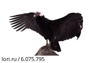 Vultur gryphus. Isolated over white background. Стоковое фото, фотограф Яков Филимонов / Фотобанк Лори
