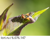 Муха - тахина. Стоковое фото, фотограф Галина Савина / Фотобанк Лори