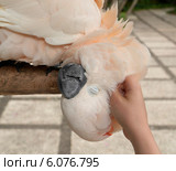 Молуккский какаду, который любит, что бы его чесали  (лат. Cacatua moluccensis) Стоковое фото, фотограф Максим Гулячик / Фотобанк Лори