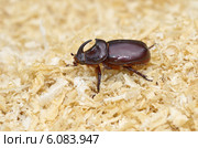 Жук-носорог обыкновенный (лат. Oryctes nasicornis) Стоковое фото, фотограф Елена Коромыслова / Фотобанк Лори