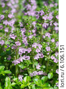 Тимьян ползучий (лат.Thymus serpyllum) Стоковое фото, фотограф Елена Коромыслова / Фотобанк Лори