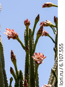 Кактус цереус (Cereus  jamacaru) на фоне неба. Стоковое фото, фотограф Татьяна Ляпи / Фотобанк Лори