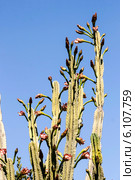 Кактус цереус (Cereus jamacaru) на фоне неба. Стоковое фото, фотограф Татьяна Ляпи / Фотобанк Лори