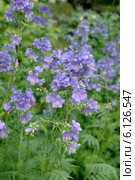 Синюха голубая (Polemonium caeruleum) Стоковое фото, фотограф Илюхина Наталья / Фотобанк Лори