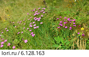 Гвоздика полевая , (Dianthus) Стоковое фото, фотограф Игорь Архипов / Фотобанк Лори