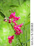 Чина лесная (Lathyrus sylvestris L.) Стоковое фото, фотограф Евгений Мухортов / Фотобанк Лори