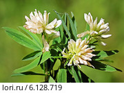 Люпинник пятилистный, или Клевер люпиновый белый (Lupinaster pentaphyllus Moench). Цветущее растение. Стоковое фото, фотограф Евгений Мухортов / Фотобанк Лори