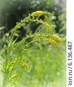 Репешок обыкновенный, или Репешок лекарственный (Agrimonia eupatoria) — многолетнее травянистое растение,  семейства Розовые. Цветочные кисти и лист репешка. Стоковое фото, фотограф Евгений Мухортов / Фотобанк Лори