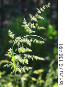 Вейник (Calamagrostis) — род травянистых растений семейства Злаки (Poaceae) Стоковое фото, фотограф Евгений Мухортов / Фотобанк Лори